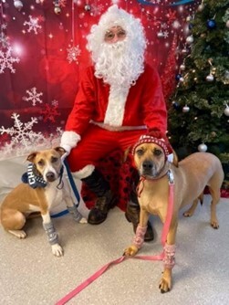 catherine_sanders_blog_santa_photo